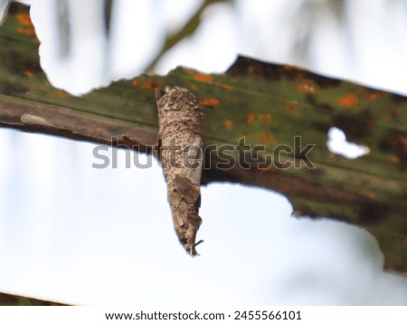 bagworm attack can decrease oil palm production by up to 40% and even severely damage and kill oil palm trees.