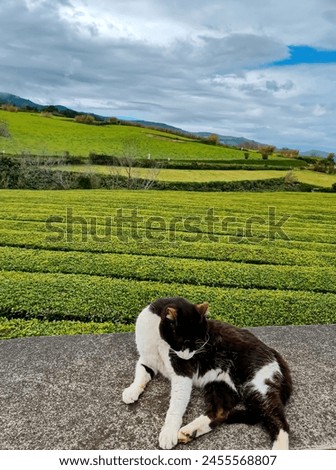 Cute white and black cat with the tea plantation in the background on Azores. 