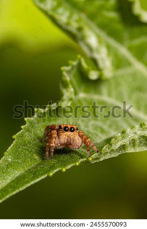 Very tiny and cute jumping spider seating on the leaf while taking its photo.