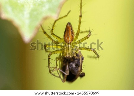 Spider with its hunt and hanging on its own web.