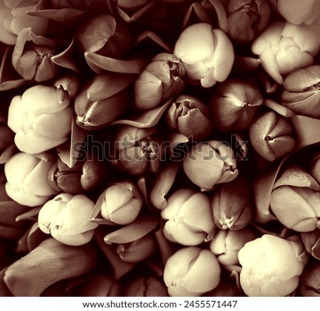 flower buds that have not yet bloomed in beautiful sepia colors and tones order of arrangement