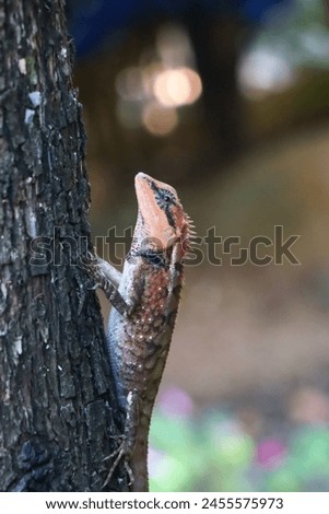 closeup changeable lizard orange texture and beautiful nature background High-resolution color changing chameleon.