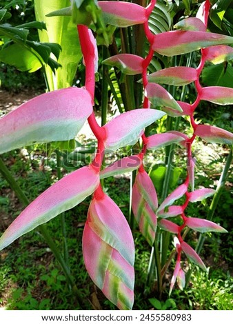 Pink flowers, long, tall stems, green leaves.
