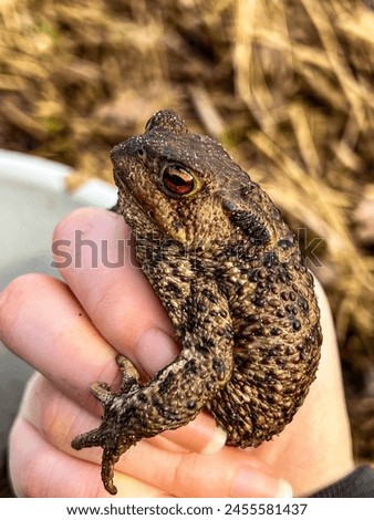 Close-up of a Hand holding a brown toad with Reed and a bucket in the background Royalty-Free Stock Photo #2455581437