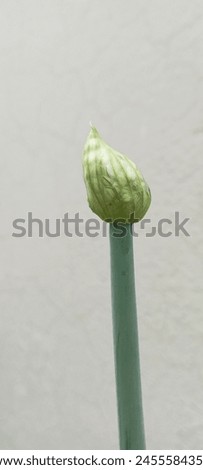 bolt on onion stalk with eye catching shades of greens and pearl white on ash white textured wall. Royalty-Free Stock Photo #2455584359