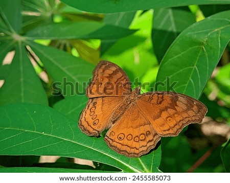butterflys that land on leaves