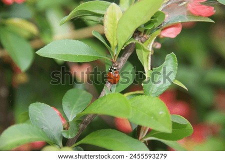 Close-up of a ladybug on green leaves, a tree Royalty-Free Stock Photo #2455593279