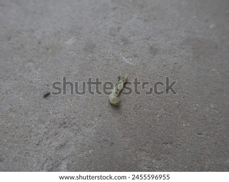 Selective image of green Caterpillar on the hard surface