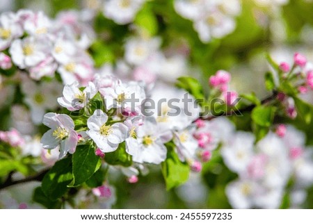 appletree blossom branch in the garden in spring
 Royalty-Free Stock Photo #2455597235