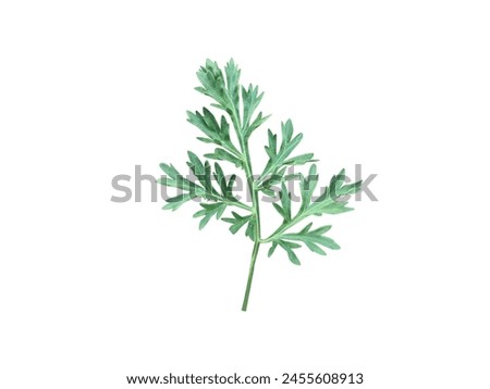 various parts of the Artemisia used in traditional Ayurvedic and folk medicine Royalty-Free Stock Photo #2455608913