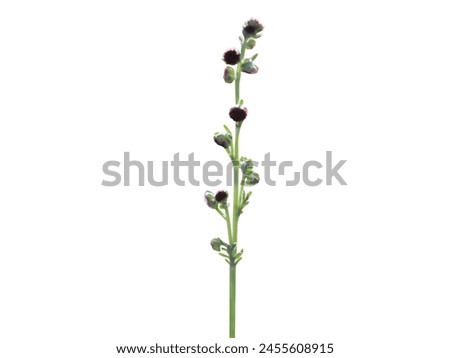 various parts of the Artemisia used in traditional Ayurvedic and folk medicine Royalty-Free Stock Photo #2455608915
