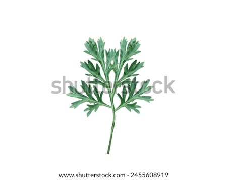 various parts of the Artemisia used in traditional Ayurvedic and folk medicine Royalty-Free Stock Photo #2455608919