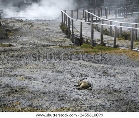 A cat lying on warm volcanic dust in the volcanic active area near Lagoa das Furnas, Azores.  Royalty-Free Stock Photo #2455610099