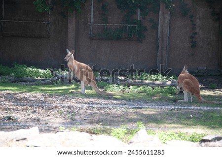 kangaroo, wild kangaroo, kangaroo in the zoo, yellow kangaroo