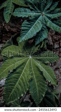 castor oil is the tree of ill which and tor-oil plant a tropical Old World herb (Ricinus  widely grown as an ornamental or for its oil-rich castor beans
 Royalty-Free Stock Photo #2455613493