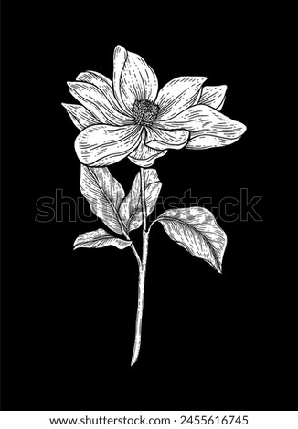 Hand Drawn Floral Botany Collection. Magnolia Flower Drawings. Line Art on Black Backgrounds. 