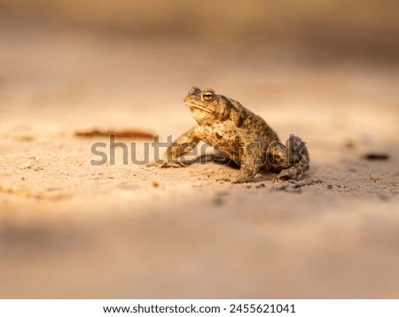 Perched on the cliffs of Licu-Langu, a frog's gentle croak fills the air, a tranquil melody amidst the rugged beauty of Latvia Royalty-Free Stock Photo #2455621041