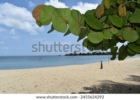 Turtle Beach which is also known as the Great Courland Bay on the Caribbean island of Tobago, West indies.