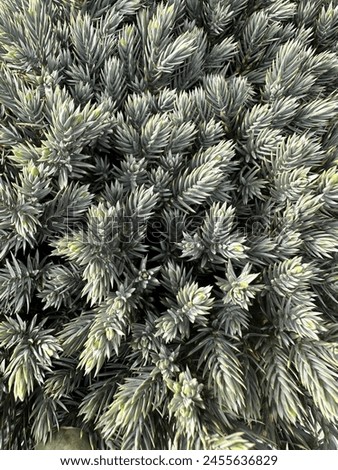 A beautiful image of flaky juniper plants