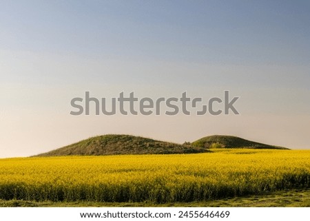 A vast field of yellow flowers in full bloom, most likely rapeseed (Brassica napus), a flowering plant grown for its oil-rich seeds. In the background, there are two green hills. Royalty-Free Stock Photo #2455646469