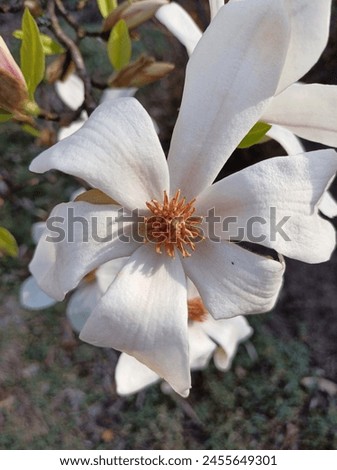 
large spring white flower on magnolia kobus tree close-up