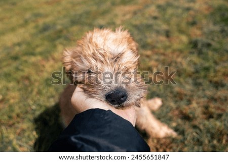 A cute soft coated wheaten terrier puppy dog rests its head in its owners hands. Showing love, trust and affection on sunny day outdoors. Sleeping and snoozing with eyes closed and fluffy nose	