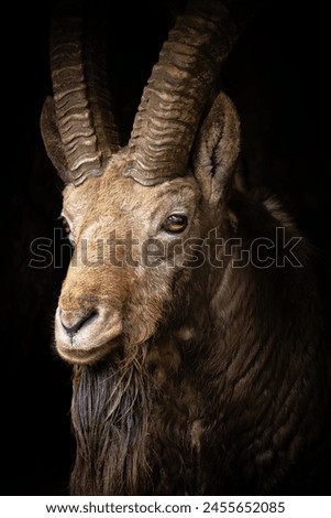 close up portrait mayestic male Alpine Ibex Capricorn