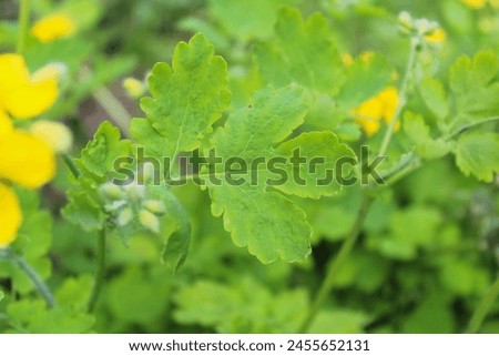 natural background, yellow medicinal flowers, yellow celandine flower and fresh celandine leaves on blurred natural green background