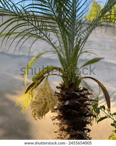 This id pygmy date palm tree.its male pygmy date.male date palm trees don't bear fruits,but female trees do.This picture show pygmy date palm seed pods.