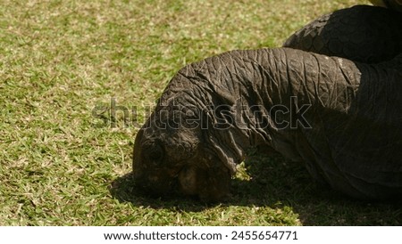 Aldabra giant tortoise Aldabrachelys gigantea - Seychelles native and endemic megafauna on Curieuse Island : Gentle immense adult crawling on the ground Royalty-Free Stock Photo #2455654771