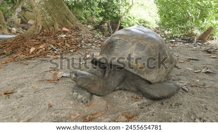 Aldabra giant tortoise Aldabrachelys gigantea - Seychelles native and endemic megafauna on Curieuse Island : Gentle immense adult crawling on the ground Royalty-Free Stock Photo #2455654781