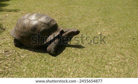 Aldabra giant tortoise Aldabrachelys gigantea - Seychelles native and endemic megafauna on Curieuse Island : Gentle immense adult crawling on the ground Royalty-Free Stock Photo #2455654877