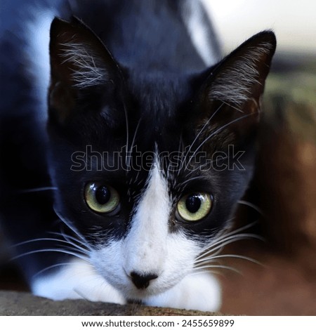 Close up of black and white cat face looking at the camera 
