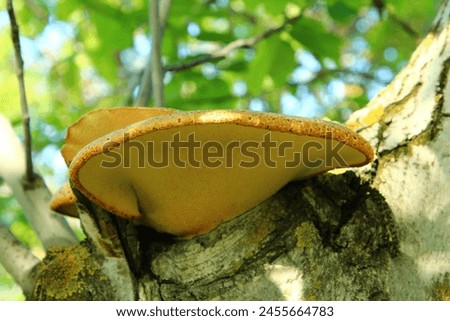 A yellow mushroom growing on a tree