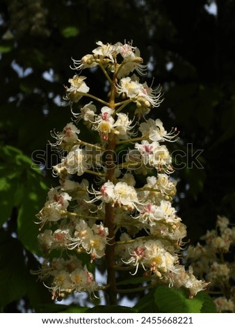 magnificent blossom of a chestnut tree 