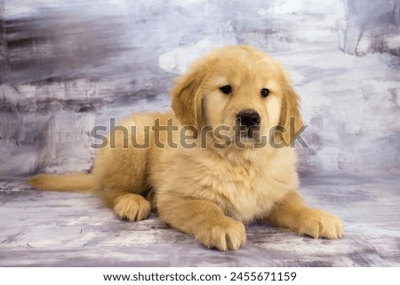 Golden Retriever puppy on a marble background