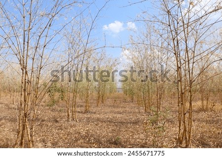 The farm displays a scene of withered bamboo and fallen leaves, victims of the scorching summer heat, painting a picture of nature's resilience.