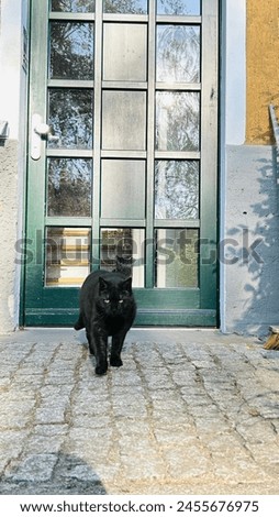 Cats and cat looks in black beauty