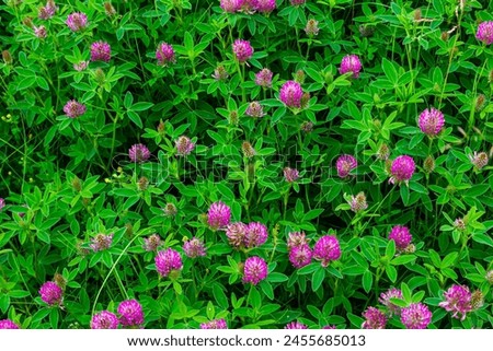 This is the wildflower Trifolium alpestre, the Purple globe clover or Owl-head clover, from the family Fabaceae. Royalty-Free Stock Photo #2455685013