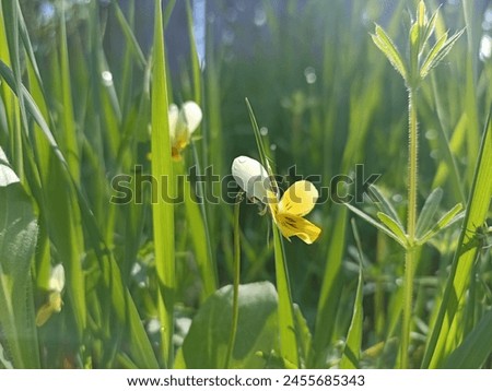 Viola arvensis is a species of violet known by the common name field pansy