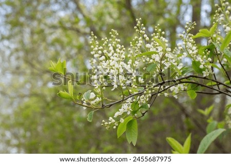 Latin: Prunus padus, padus avium. White willows are blooming. White flowers bloom on the yarrow, spring yarrow blooming time with white flowers. Latvian: ievas baltiem ziediem Royalty-Free Stock Photo #2455687975