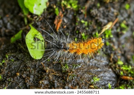 A close-up of a Spilarctia nydia werneri caterpillar showcasing its vibrant orange hairs and black head. Wulai District, New Taipei City.