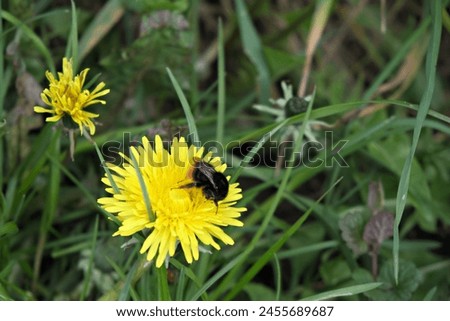 Fluffy-tailed bumblebee or large ground bumblebee feeding on the nectar of dandelion flowers.