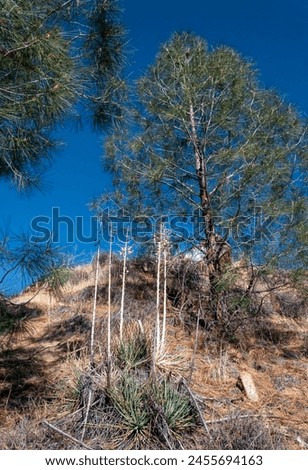 Yuccas with dry peduncles and pine trees on a mountain near Sequoia National Park, California Royalty-Free Stock Photo #2455694163