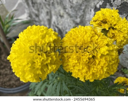 flowers with beautiful colors in the garden