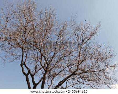 Photo of a view of a dry grumbling tree against a blue sky background, dead tree, dry branches