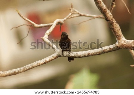 Close up picture of Red vented bulbul.Red Vented Bulbul singing sitting on the branch.