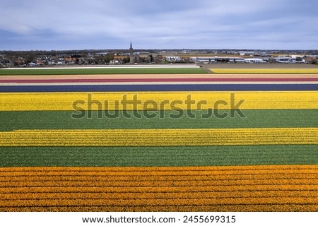 Arial view of bulb fields of bright colorful Tulips, Hyacinths and Daffodil  in the Netherlands during spring time.