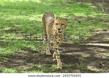 The cheetah is walking on the green grass in the shade.