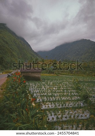 Portrait of natural scenery in the form of green rice fields surrounded by hills with slightly cloudy weather. This area is called Swiss van Java which is located in Wonosobo, Central Java, Indonesia. Royalty-Free Stock Photo #2455704841